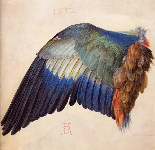 durer-1512-aile-de-geai-bleu